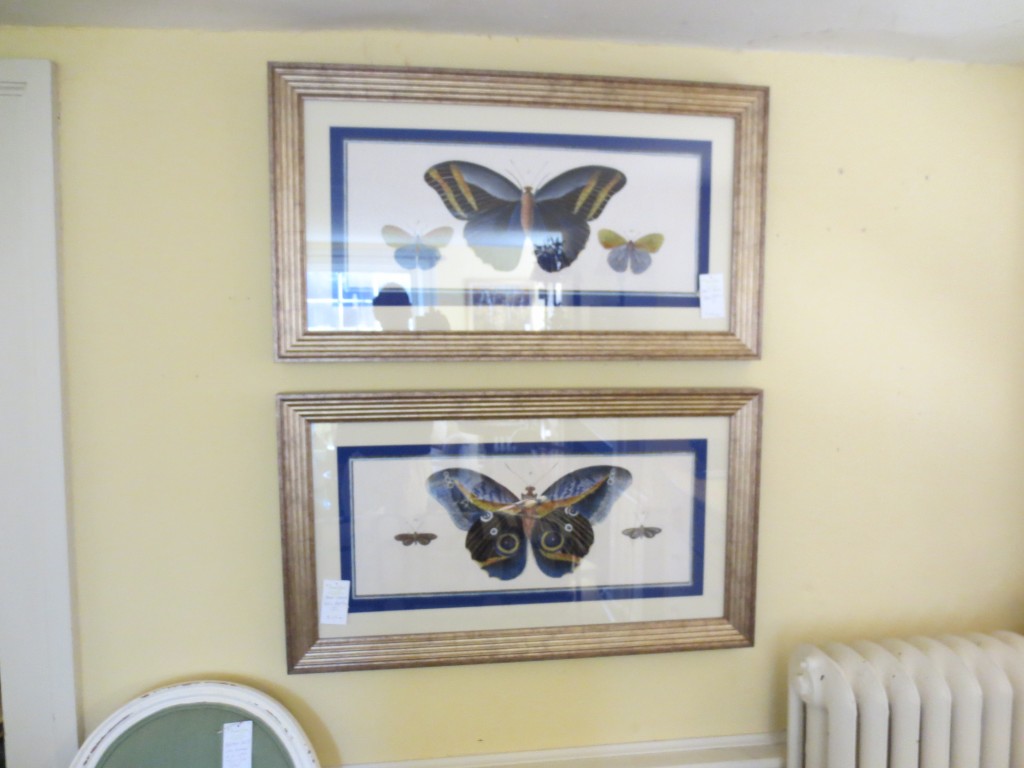 Butterfly Prints
